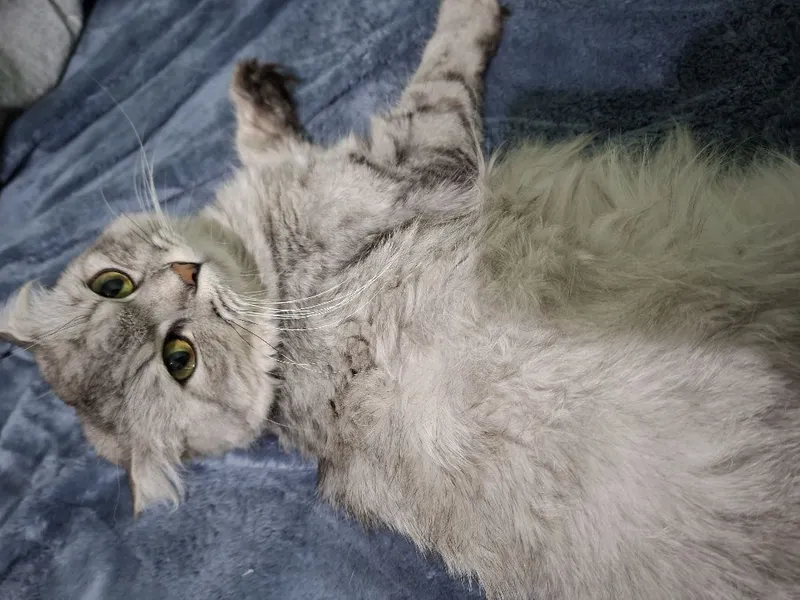 Кошка Скотиш фолд хадяга