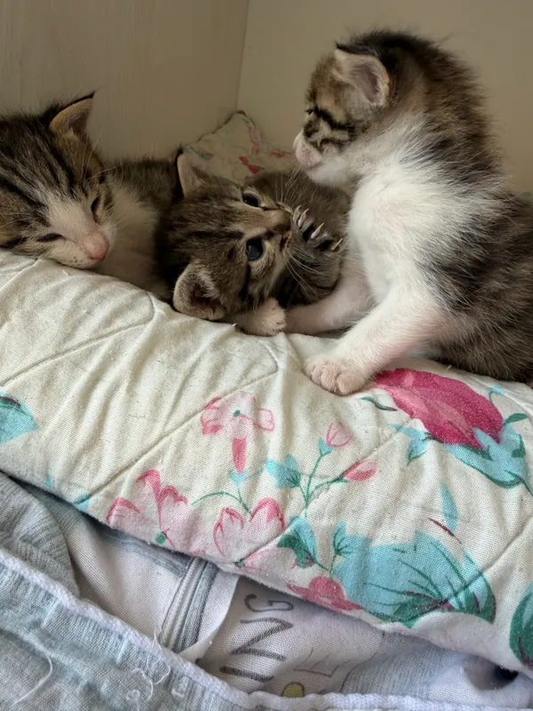 Кошка 5