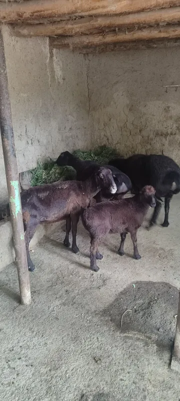 ona bola va boğoz qoy sotiladi 4 ona bola va boğoz qoy sotiladi 4