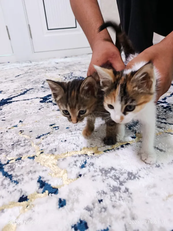 Котята 3 Котята 3