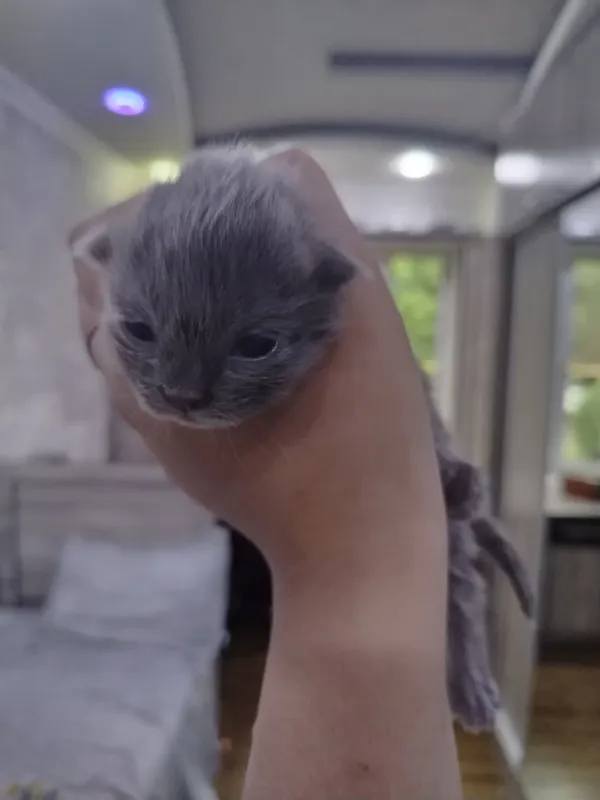 Russian Blue mushugi. Русская голубая