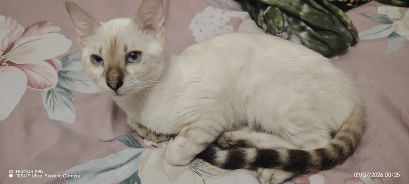 Бенгальский котенок 200$ 1 Бенгальский котенок 200$ 1