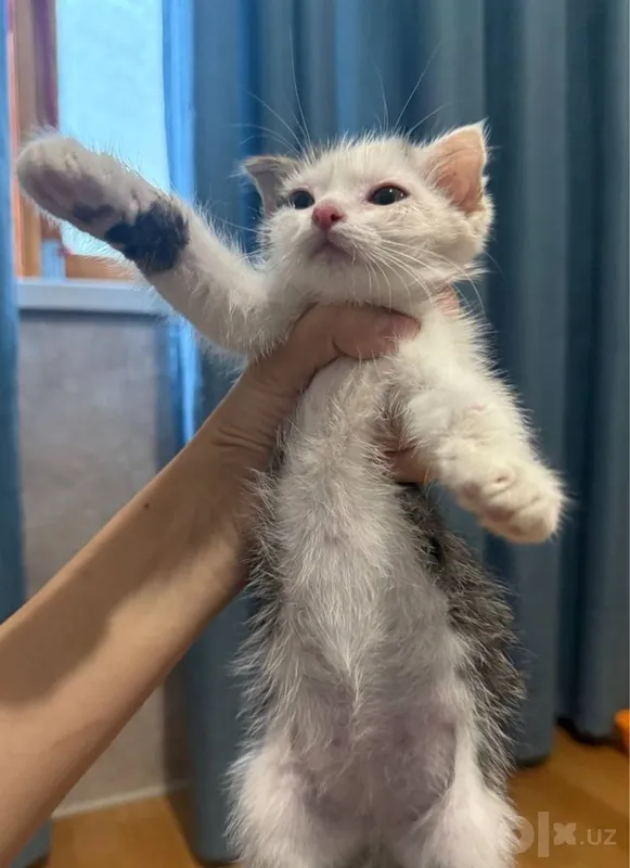 Котенок вислоухий 3 Котенок вислоухий 3