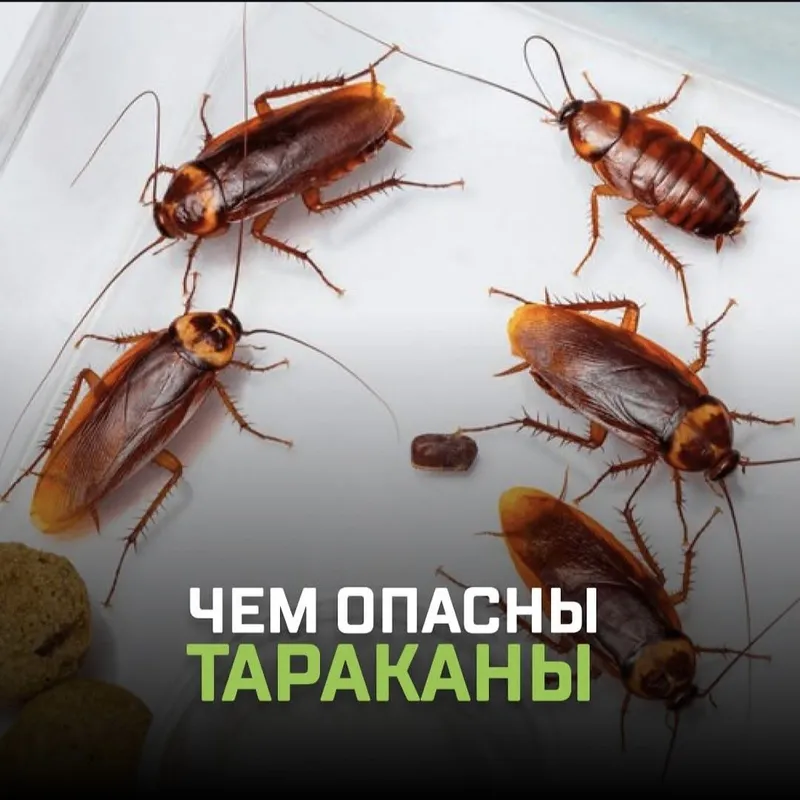 Tez yordam — Klop, Tarakan, Bedbug Dezinfeksiya Navoiy — фото 5