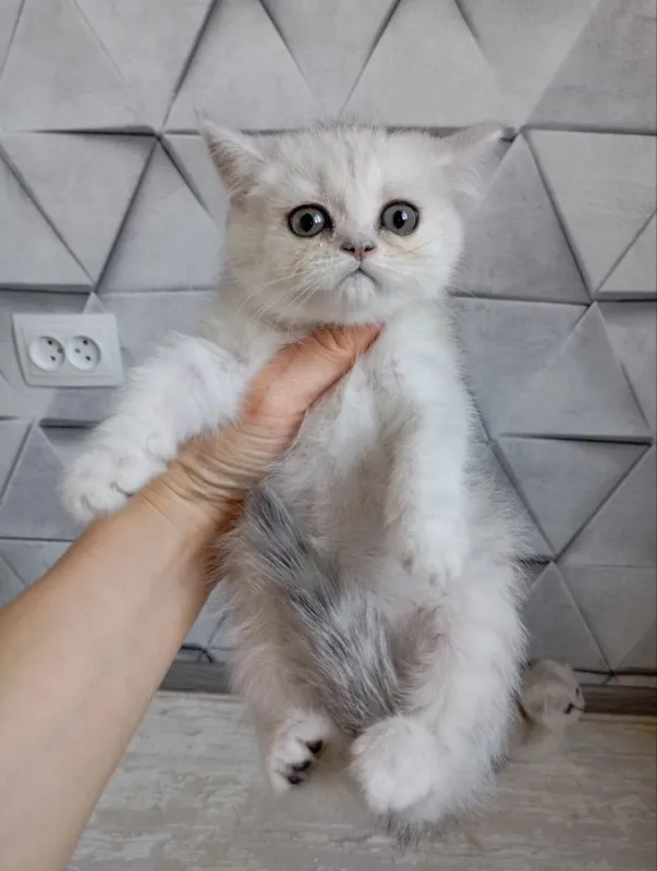 Продаю котят шиншиллы — фото 5