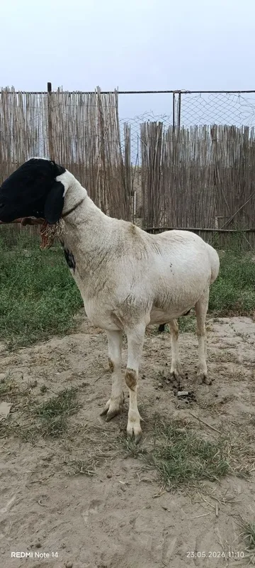 Qara quloq zotdor qo'chqor sotiladi — фото 3