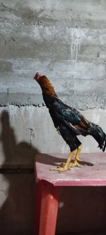 Sotilad saman horoz 2 yoshda yeb ichshga javob berlad — фото 1
