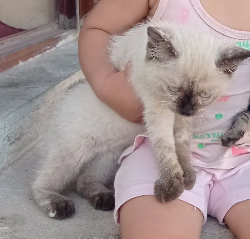 Siyamiski mushuklar 4 Siyamiski mushuklar 4
