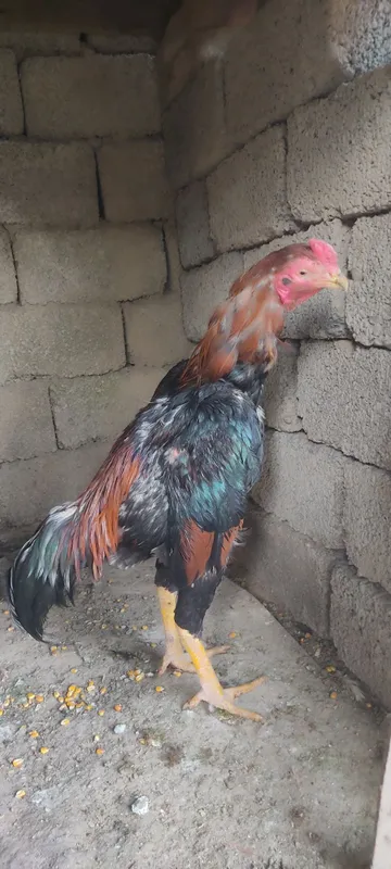 Dakan xoʻrozla sotiladi 1