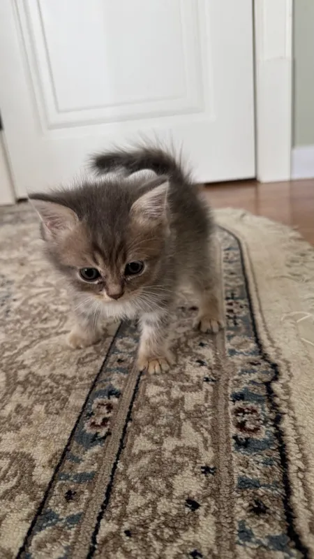 Котята продаются 8