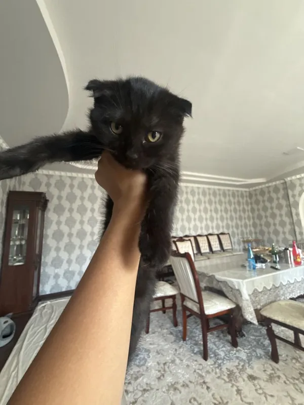 Mushukvhalar 5 ta onasi ham bor 4 Mushukvhalar 5 ta onasi ham bor 4