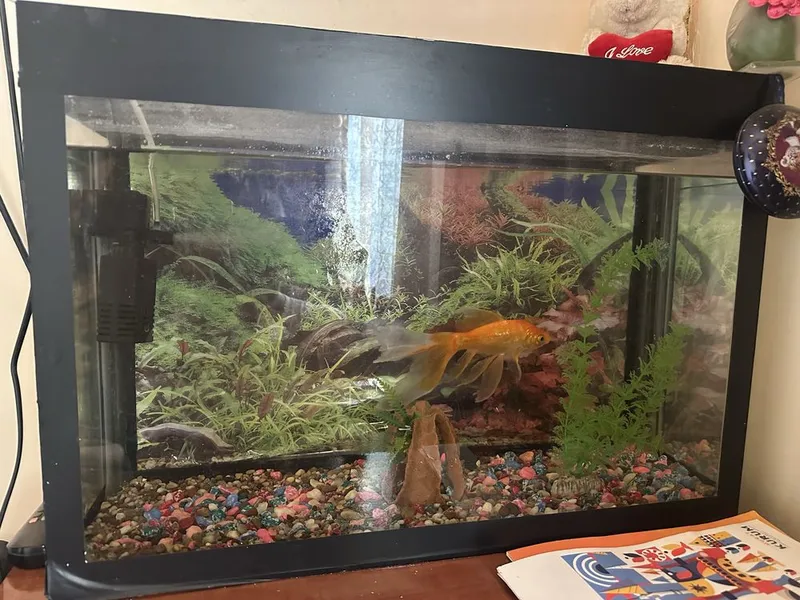 Akvarium sotiladi