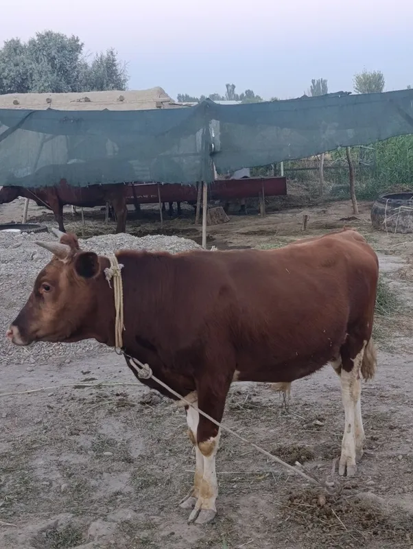 Buqqalar sotiladi 2