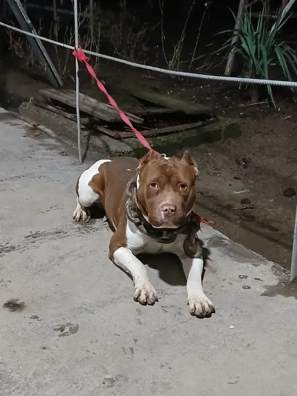 Pitbull Вйазка qoshish uchun — фото 2
