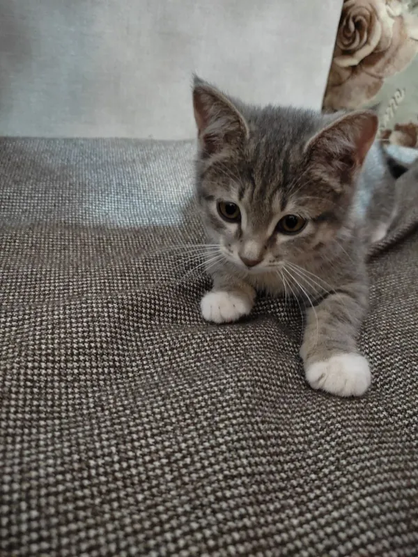 Котенок в добрые руки — фото 1