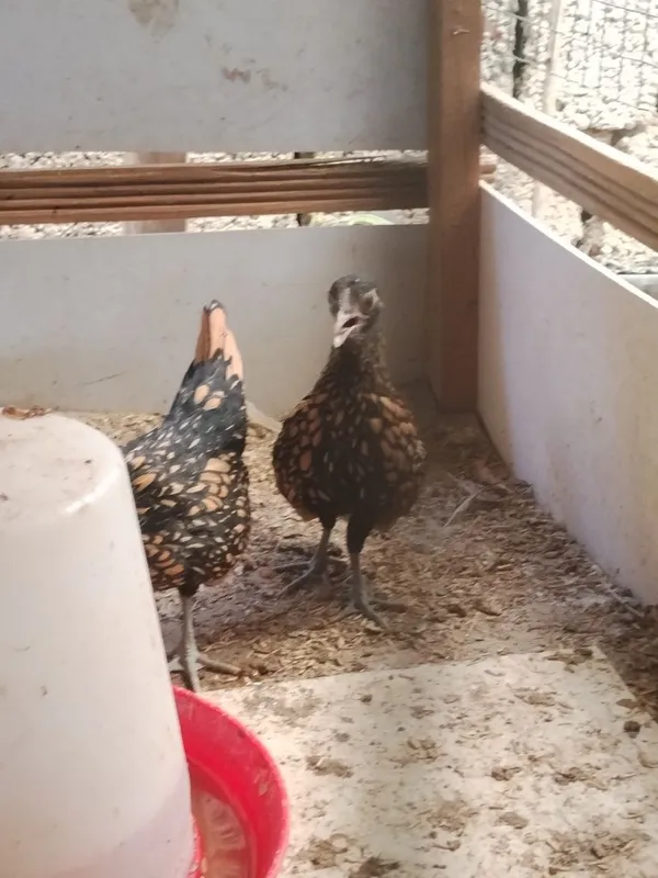 Sibrayt joʻjalari sotiladi 3 Sibrayt joʻjalari sotiladi 3