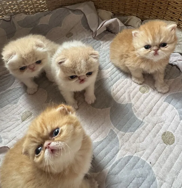 Котята экзоты Flappy мальчики и девочки — фото 1