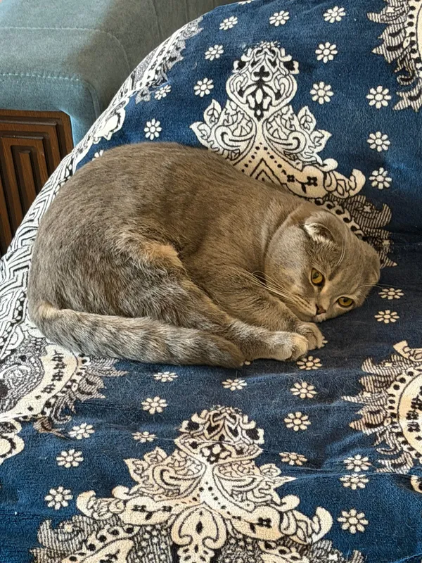Вязка кота Скотиш-Фолд — фото 2