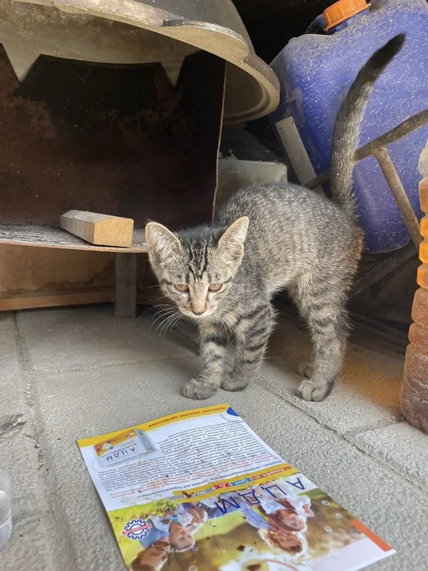 Котёнок нуждается в вашей помощи!!! 5 Котёнок нуждается в вашей помощи!!! 5