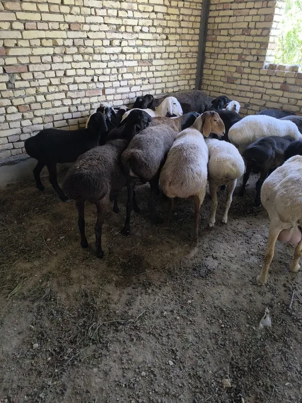 Ona bola Qoʼylar sotiladi semiz yeyishi Zoʼr — фото 2 Ona bola Qoʼylar sotiladi semiz yeyishi Zoʼr — фото 2