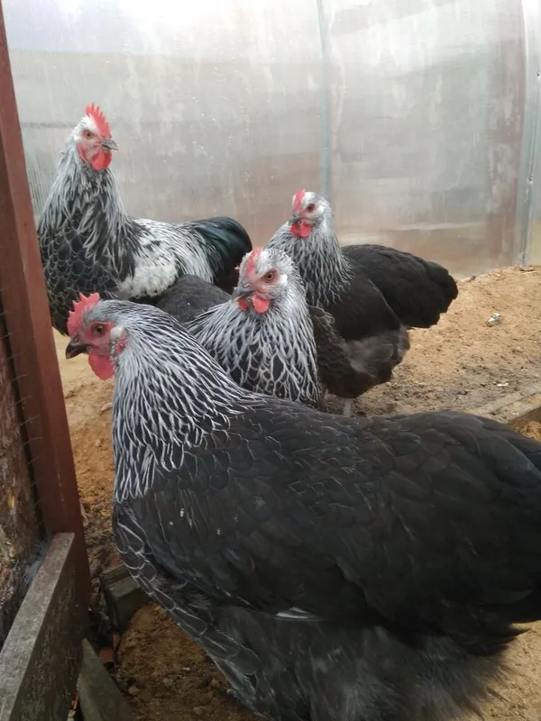 Germaniya Parodasi SUSEKS SILVER GREY Tuhum va Jo’jalari sotiladi — фото 1