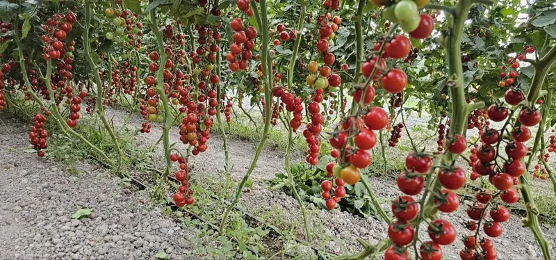 Продается помидоры черри, Помидор черри (cherry tomat) сотилади — фото 2