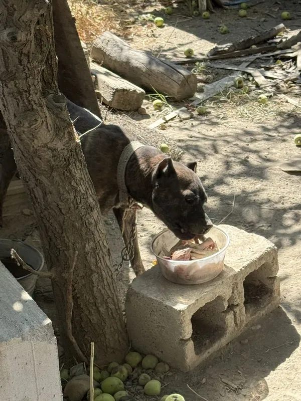 Pitbul bachalari sotiladi 2