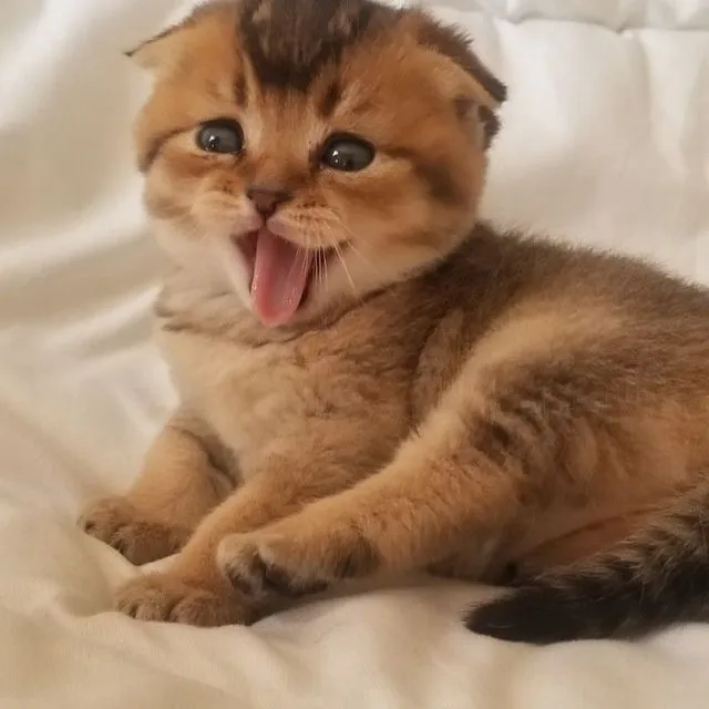 Шикарные милые котята подарят вам любовь и ласку — фото 1