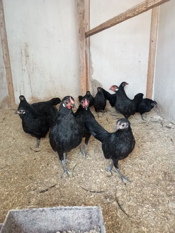 Bentam Sebirak jo'jalari tuxumlari sotuvda — фото 5