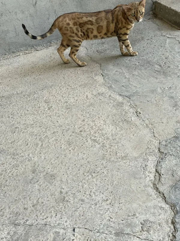 Ona bola bengal sotiladi