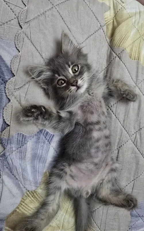 Мальчик, 1,5 месяца бесплатно