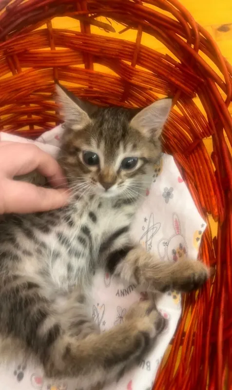 Отдам котят в добрые руки 3 Отдам котят в добрые руки 3