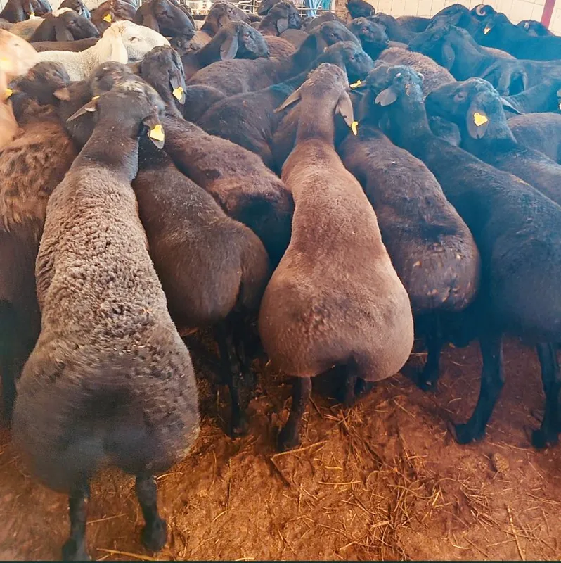 Qassob xizmati,Aqiqa exson qurbonlik talablariga — фото 3