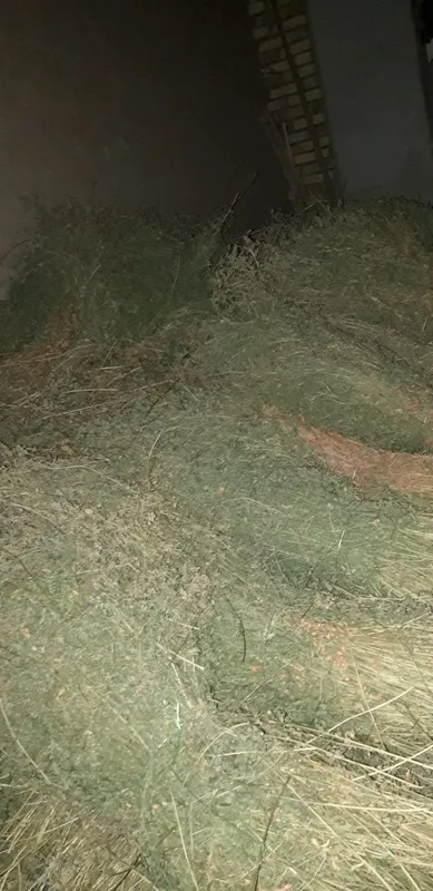 Yorinja 3500 so'm kami bo'yi 1 metr bog'i katta boylangan