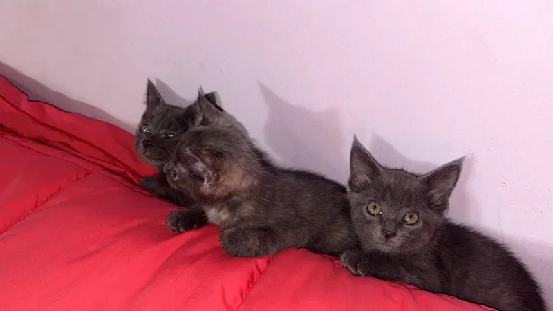 котята/Mushukchalar 3