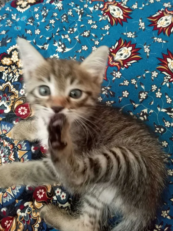 Отдам котенка хорошие руки 1