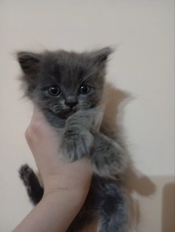 Scottish Fold mushuki sotiladi 3 Scottish Fold mushuki sotiladi 3