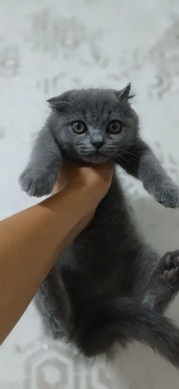 Sotiladi – Scottish Fold (Blue), 3 oylik erkak — фото 1