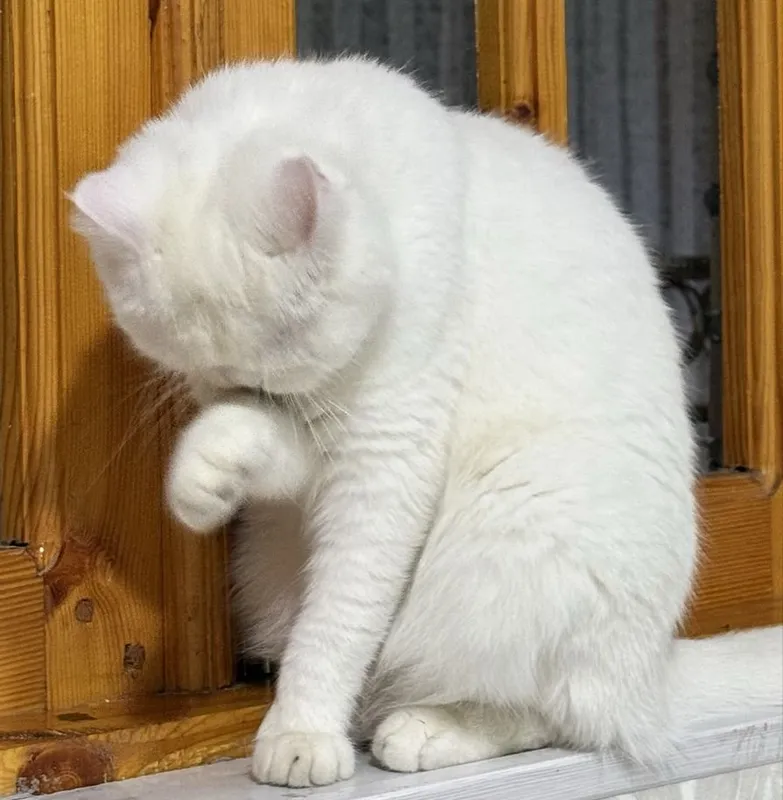 Продается British Shorthair! 4 Продается British Shorthair! 4