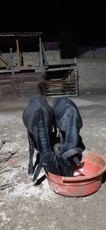 Qòchqorlar sotiladi 6