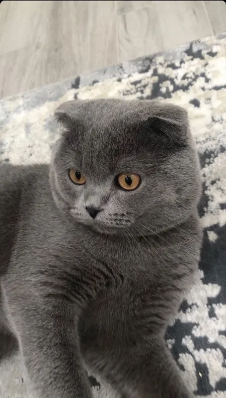 Scottish fold 3 Scottish fold 3