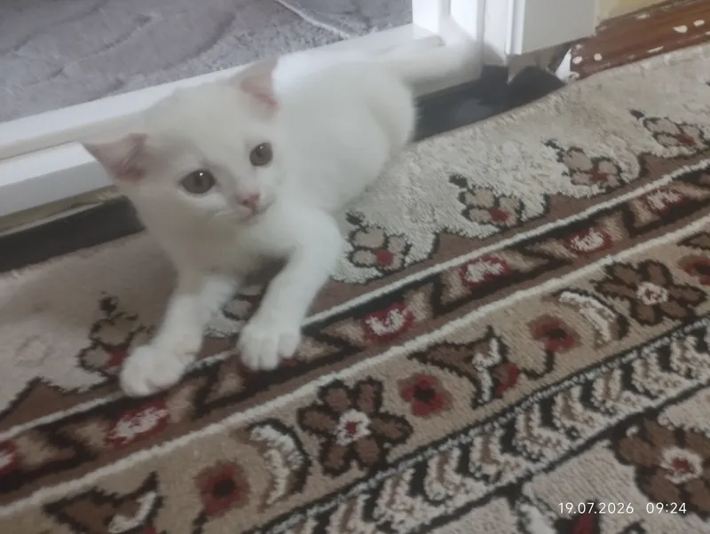 кошка 1 кошка 1