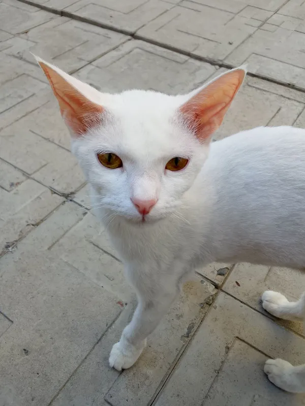 Кошка оддам даром 3 Кошка оддам даром 3