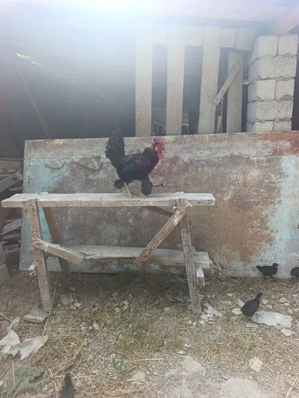 Ona bola tovuq jojala. — фото 3