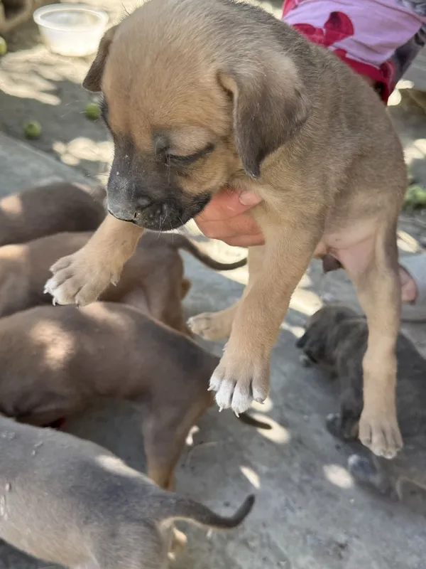 Pitbul bachalari sotiladi 1