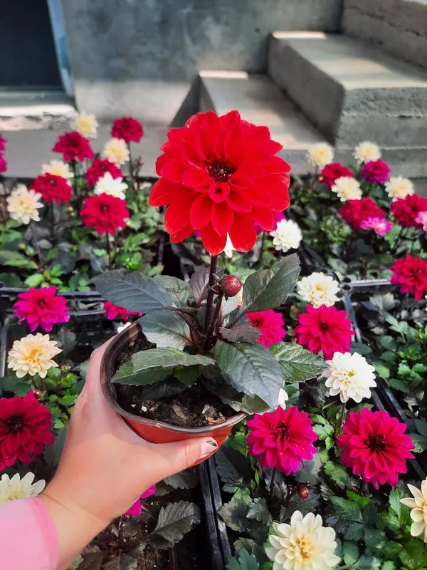 dahlia 1 dahlia 1