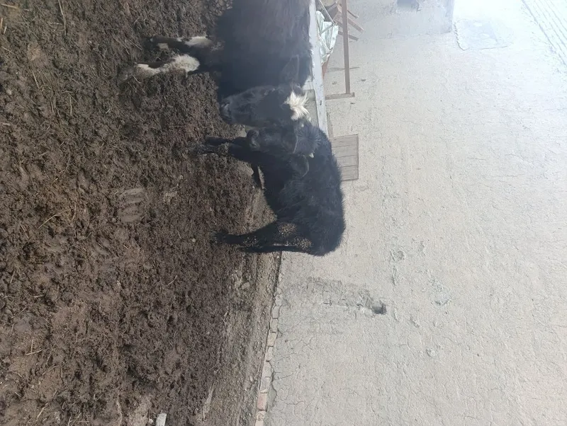Ozimizni moladan