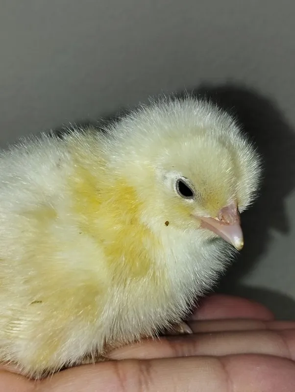 5 kunlik juja lar bor optom / dona sotiladi