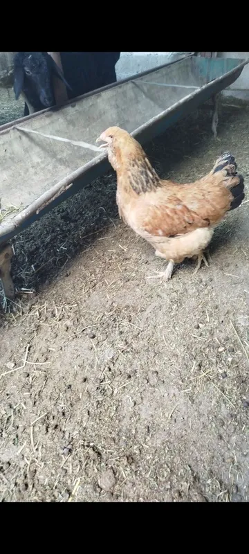 Brama tovuqlari sotiladi 5 Brama tovuqlari sotiladi 5