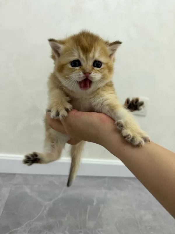 котята британской шиншиллы с тикированным окрасом. (мушук) 4 котята британской шиншиллы с тикированным окрасом. (мушук) 4